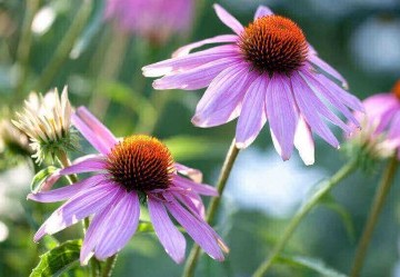 Tutti le proprietà e i benefici dell'echinacea