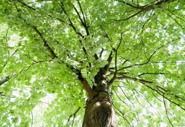 Il Tiglio Macerato Glicerico