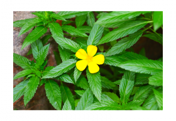 Tisana Di Damiana 100 Gr &ndash; Tonico Digestivo Drenante Stimolante