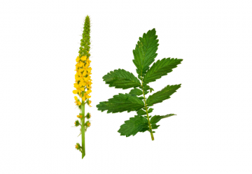 L'Agrimonia Eupatoria tintura madre: utilizzo in fitoterapia