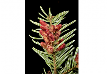 Abies Pectinata Macerato Glicerico