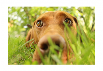 L'Afoxolaner: un farmaco attivo contro i parassiti del cane