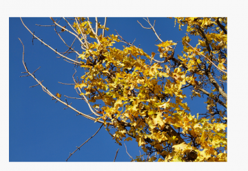 Acer Campestris Macerato Glicerico: un rimedio per le patologie epato biliari