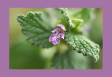 La Ballota Nigra Tintura Madre: un rimedio naturale per il tono dell'umore