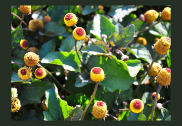 Acmella Oleracea: una pianta innovativa nella cosmesi e nella nutraceutica