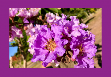 Lagerstroemia speciosa: una pianta per il controllo della glicemia e del sovrappeso