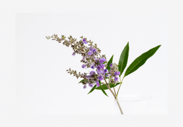 L'Agnocasto: una pianta per il benessere femminile