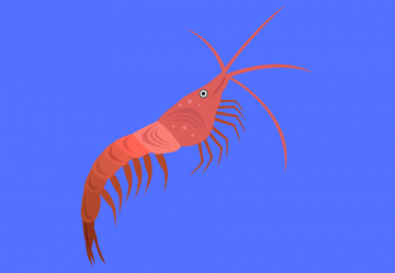 L'olio di Krill, una fonte sostenibile di Omega 3 per l'uomo e gli animali