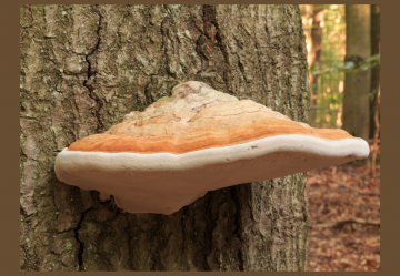 Micoterapia: Phellinus igniarius sporoforo