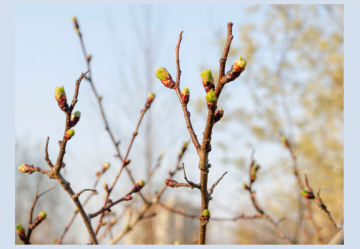 Il Biancospino in gemmoterapia
