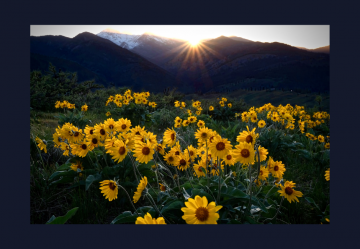 Usi e Benefici dell'Arnica Montana