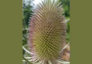 Dipsacus Asperoides: una pianta dalle molteplici proprietà terapeutiche