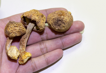 Agaricus subrufescens: un alleato del sistema immunitario e del metabolismo glucidico