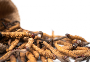 Cordyceps sinensis: proprietà terapeutiche e usi in medicina