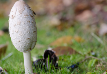 Coprinus comatus: l'attività antibatterica e antivirale