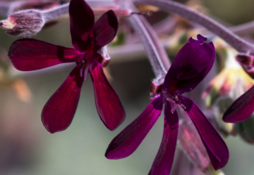 Il Pelargonium Sidoides: una pianta dalle proprietà antibatteriche, antivirali ed antinfiammatorie