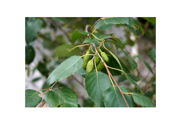 Betula pubescens Macerato Glicerico: proprietà, indicazioni e come si usa