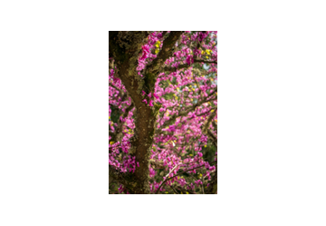 Albero di Giuda Macerato Glicerico: cuore, colesterolo e vene