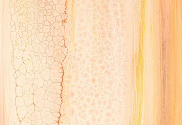 Collagene in Dermocosmesi: Guida Completa Basata sulla Scienza