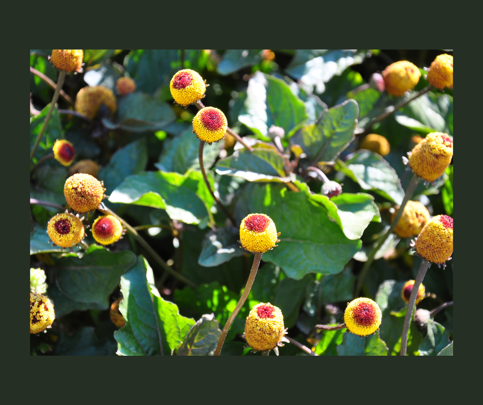 Acmella Oleracea: una pianta innovativa nella cosmesi e nella nutraceutica