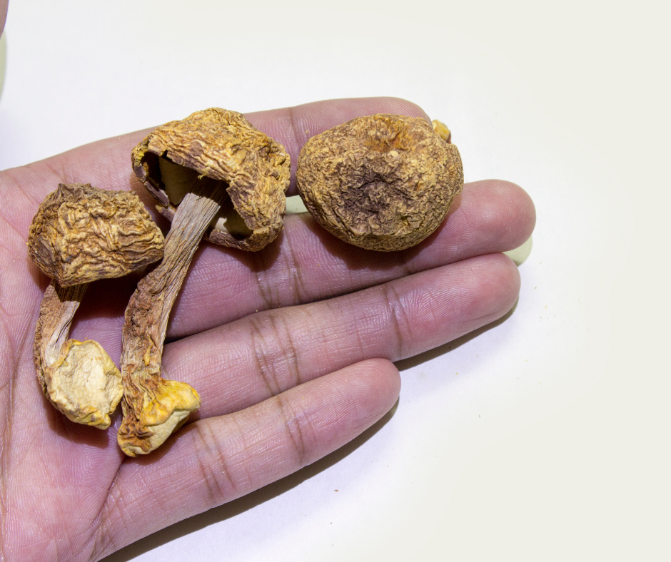 Agaricus subrufescens: un alleato del sistema immunitario e del metabolismo glucidico