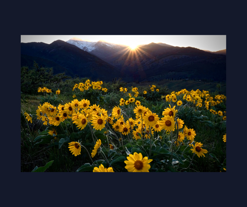 Arnica: usi e proprietà