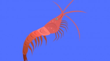 L'olio di Krill, una fonte sostenibile di Omega 3 per l'uomo e gli animali